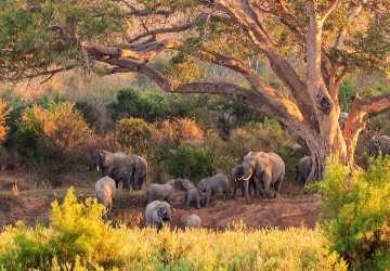 8 Top National Parks in South Africa for Wildlife Encounters